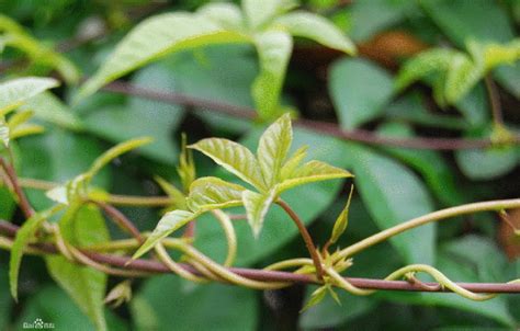 爬藤植物风水|有利风水的爬藤植物（家里种什么爬藤类植物风水最好）